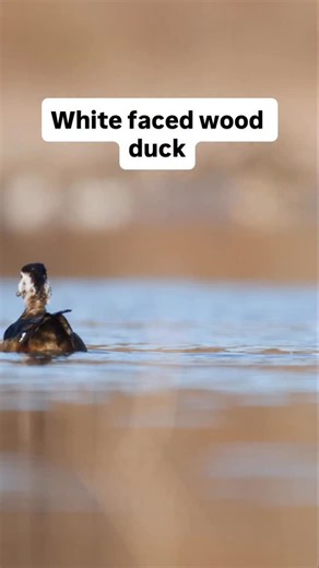 Pretty insane duck !! What do you guys thinks causes this ?!? I have heard alot of theories !! #powercalls #duckhunting #duckcalling #woodducks #higdonoutdoors #waterfowlphotography | Beau Brooks