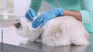 Professional vet examining a cat at the pet clinic