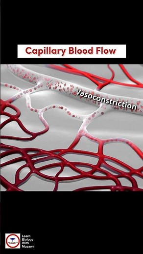 Capillary Blood Flow | Vasodilation and Vasoconstriction