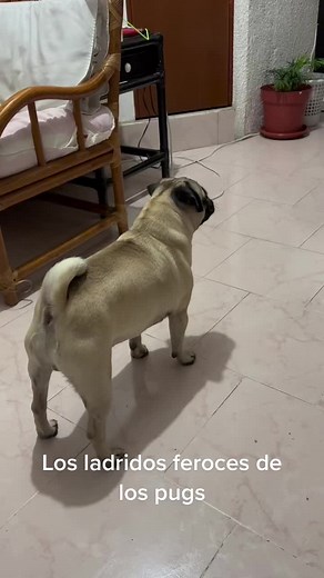 Los ladridos feroces de los pugs