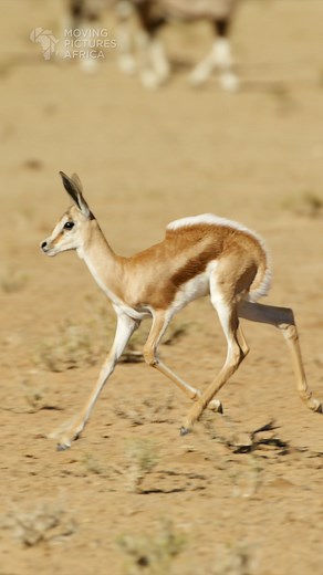 Baby Springbok Pronking - Cute Wildlife Photography Moments