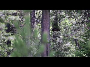 Wildlife Photography - Black Bear cub falls from tree 4K - Grand Teton National Park / Jackson Hole