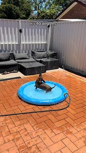 Dachshund Splash Summer Pool 🏊‍♀️ Get yours, link in bio | Dachshund Space