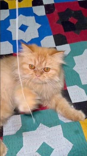 Cat Goes Crazy Playing with Yarn | Cutest Thing Ever!
