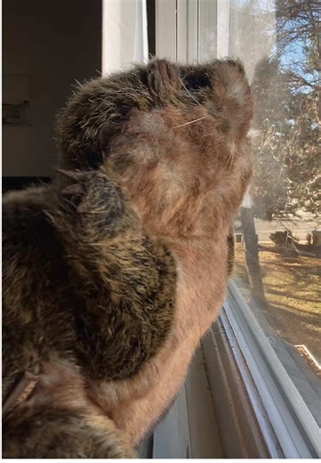 REESES PUFFS! 🥣 🧡 🦫🤎🪵 #beaver #puppet #fyp #dancing #reesespuffs | Puppet