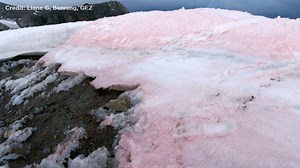 Why the Arctic snow is turning pink and why it’s a bad sign