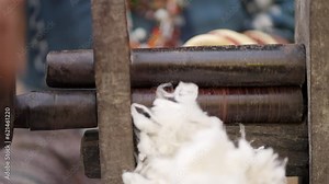 Woman uses traditional tools to process cotton for making weavings Stock Video