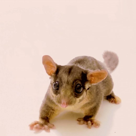 Meet the critically endangered—and adorable—Leadbeater's possum. http://on.natgeo.com/2xGgcyp | National Geographic