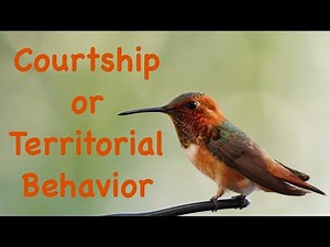 Hummingbird Behavior: Courtship/Mating Dance vs. Territorial Tease Dance Explained