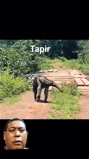 Tapir #animals #short