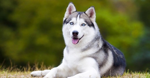Siberian Husky Progression: Growth Chart, Milestones, and Training Tips