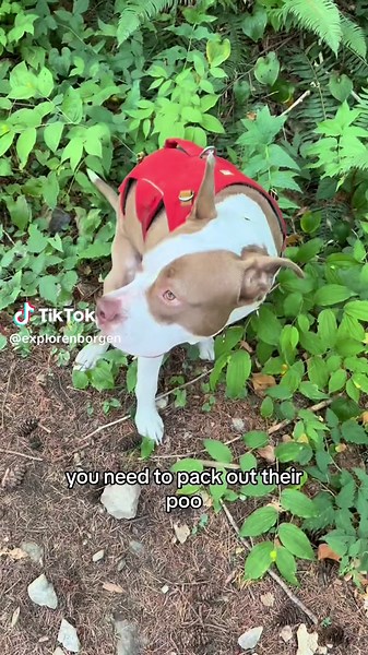 Ways to pack out dog poop 👇👇👇 Packing out dog poop can be stinky but necessary! Here are some ways you can pack out their poop and mitigate the smell: 1. Double Bag It (get compostable bags) 2. Get a Poo Pouch - this is especially great for backpacking trips when you have multiple bags to carry. 3. Use a Pringles Can (@dinodarbz taught me this one!) 4. Have your pup carry it. They can handle it I promise. 5. Have a designated poop space in your backpack to contain the smell. Your dog is your