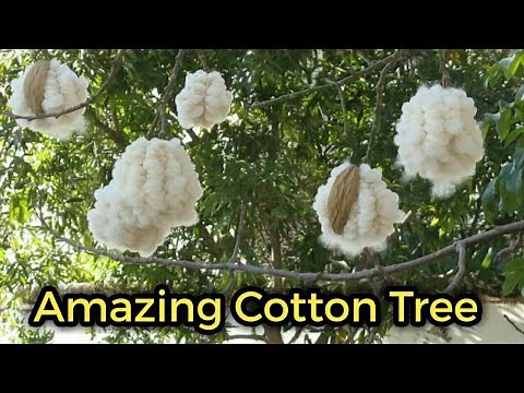 Amazing Cotton Tree, Bombax cieba || How cotton tree produces cotton?