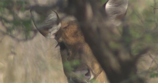Detroit Animal Welfare Group director faces criminal charges over "friendly" fawns
