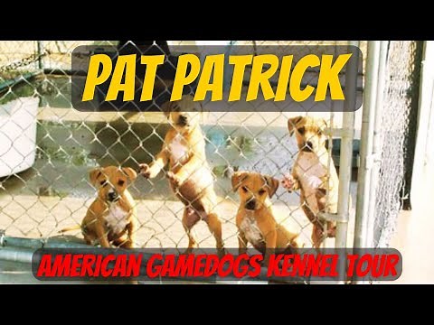 Inside PAT PATRICK Kennel 🎞️ APBT Yard Tour & GAMEDOG History PRESERVED