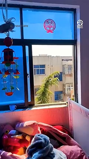 🐱 This poor kitty was stuck 80 feet up in a tall tree right in the middle of an apartment complex courtyard, crying those heartbreaking little meows for help 💔A family on the top floor spotted her and came up with the most clever DIY rescue you’ll ever see. They connected long poles end-to-end, attached a crate to the tip, and carefully pushed the whole rig out their window until it reached the terrified cat.She was too scared to jump in at first — the family kept gently trying to convince her