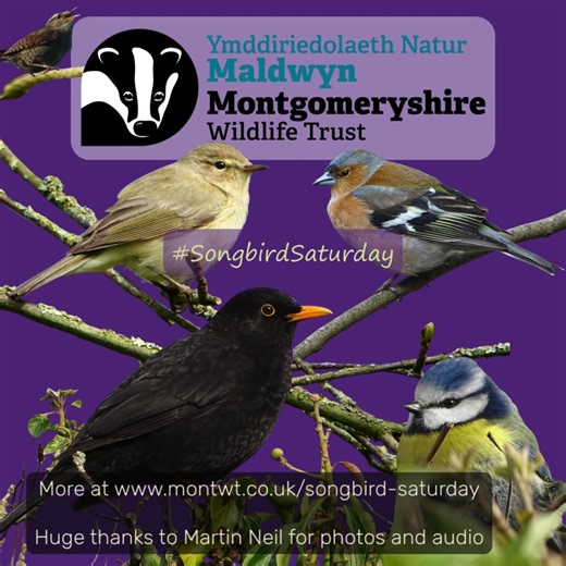 Montgomeryshire Wildlife Trust on Instagram: "It’s time to listen out for drumming in the woods! First heard on 6th January this year, this iconic sound is produced by the mighty Great Spotted Woodpecker to mark territory and attract a mate. To find out more, including how to distinguish from our other two woodpecker species, head to our website: www.montwt.co.uk/songbird-saturday #SongbirdSaturday is made possible thanks to players of People’s Postcode Lottery. A huge thank you to the amazing p