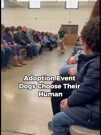 Adopted Shelter Dog Finds a Loving Family