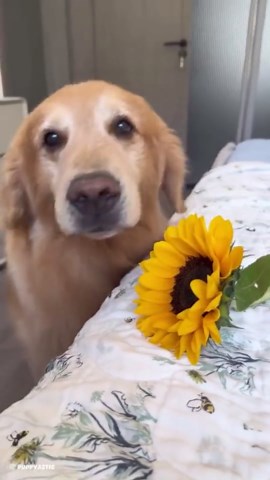 Funny Pups Making Every Moment A Comedy Show