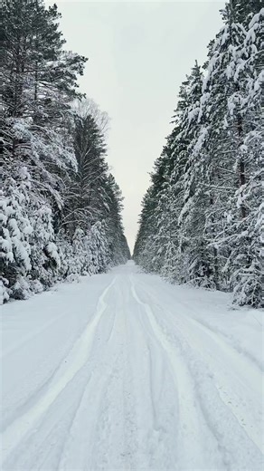 Зимний лес#беларусь🇧🇾#витебск#красотаприроды | nature