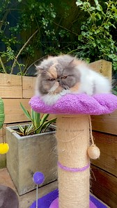 Weather forecast:☀️ Sunny🌧️ Rainy 😸😻 I don’t care. I’m on Do Not Disturb mode | Persian Kitties Eric And Ollie