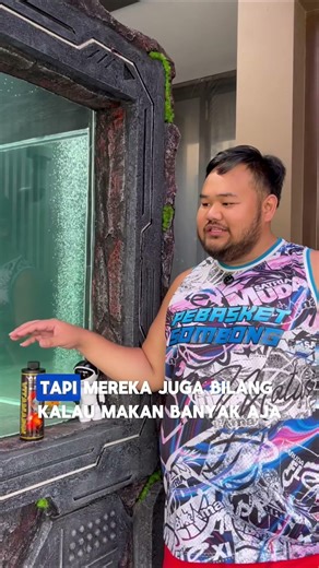 EMANG MAKAN BANYAK BIKIN IKAN KOKI JADI GEDE ? #ikan #aquarium #goldfish #ikankoki #ikanmaskoki