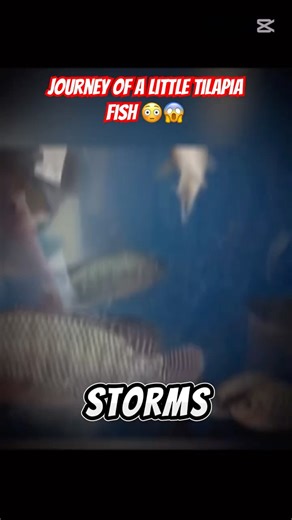 How fast do you think tilapia Fishes Grows? Comment below 👇. #fishinglife