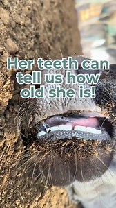 Just like humans and many other animals, cows get certain teeth at certain ages! 🦷 Want to know how we can estimate a cow’s age by her teeth? This video explains it! #cows #teeth #dairy #dairydoc #dairykind | Dairy Doc