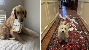 25 Adorably Guilty Dogs And Their Crimes