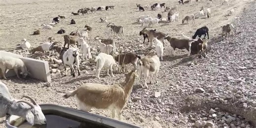 Tucson Water employs goats to clear vegetation