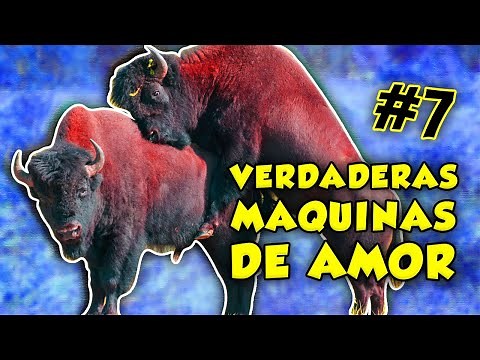así HACEN EL AMOR estas especies animales #7