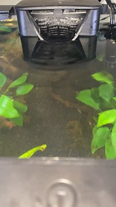 Aqueon quietflow 10 filter. Does anyone else have one and if so does this seem like it is a low amount of flow? As in the filter isn’t working properly? Trying to make sure I have enough agitation for shrimp tank