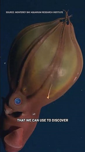 Guess How Many Deep Sea Animals Are UNKNOWN