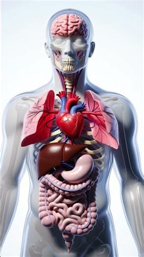Human Body Anatomy Explained | Complete Internal Organs Visualization