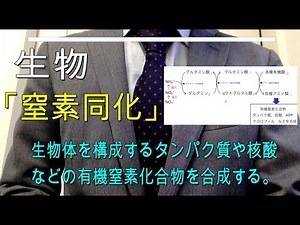 High school biology: "Nitrogen assimilation"