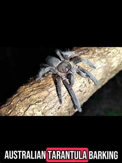 Barking Whistling Spider: An Opportunistic Hunter