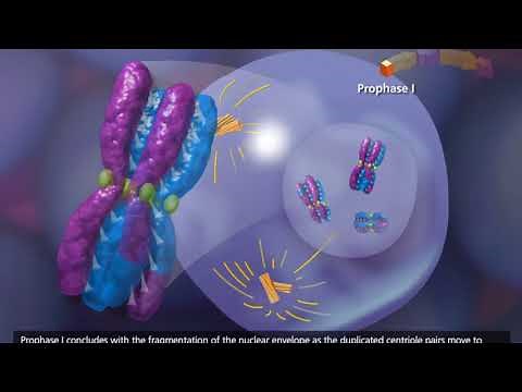 Meiose - dublado (pt-br)