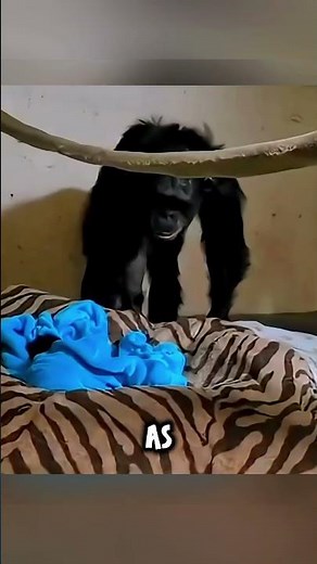 The Moment She Realized Her Baby Was Alive 🐵❤️ #chimpanzee #animals #shorts