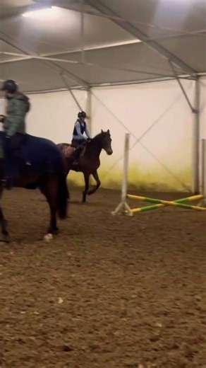 Krzyżaczki na Perfie #horse #equestrian DAJ SUBA 😁😘