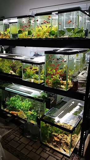 94 reactions · 21 comments | Red Alpha Rack. 華 | Luis Martinez | Facebook