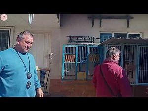 Henning Viljoen Roller Pigeons (Competition Day)