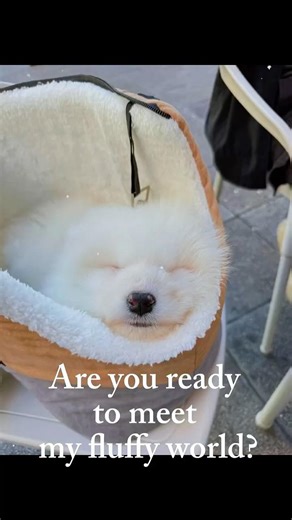 Ready to meet my fluffy world? ☁️✨