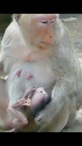 Break heart-Why mom Amara warning&slap newborn baby Amy like this,Poor Amy cry&cry very pity hurt | Monkey Today