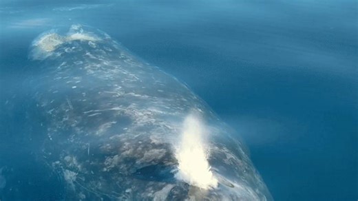 Beloved gray whale exhales rainbows off San Diego coast