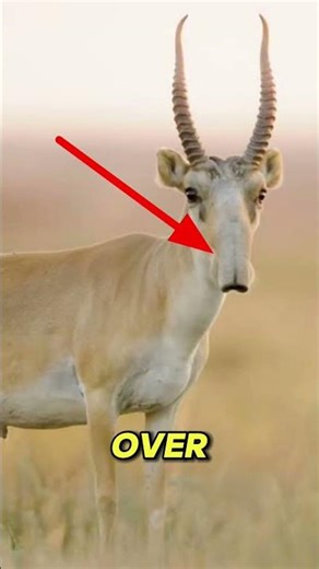This Alien-Looking Animal Is 100% Real… The Saiga Antelope 😳🌍
