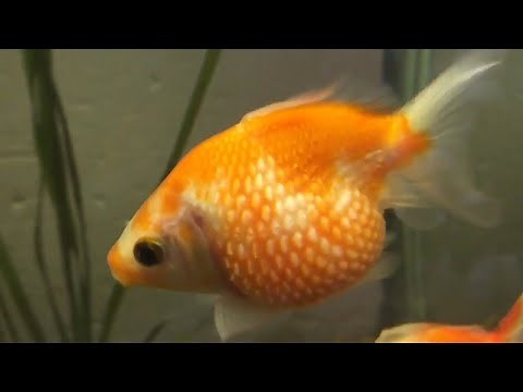 LARGE GOLDFISH - Pearlscale tank!