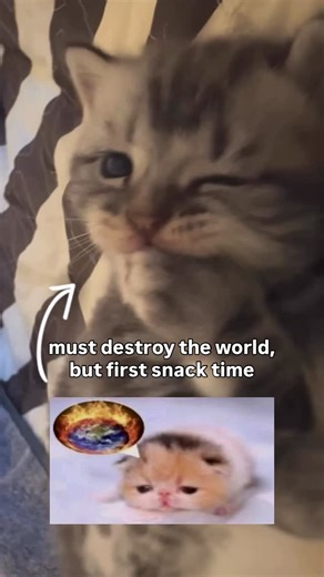 cat memes on Instagram: "num num num"