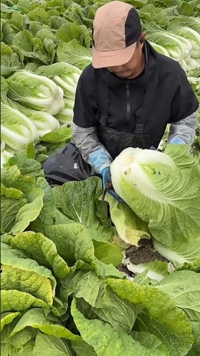 Manual Napa Cabbage Harvesting | Simple Tool, Big Impact on Productivity