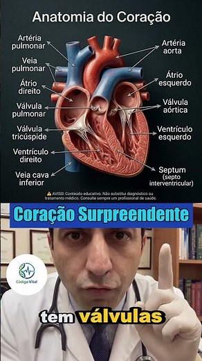 Anatomia do Coração: O Que Você Não Sabia Sobre Seu Funcionamento❤️