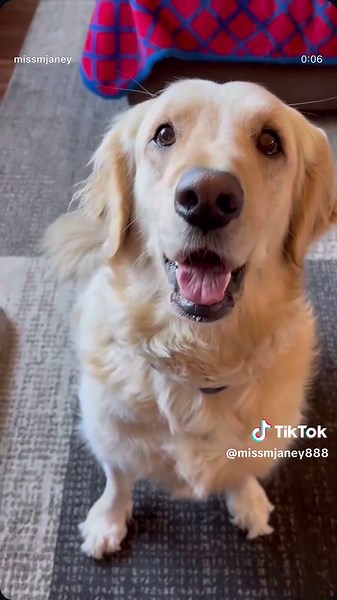 Funny Dog Moments That Will Make You Laugh Out Loud